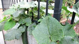 Tending Cucumbers Identifying and Treating White Powdery Mildew with Baking Soda [upl. by Given694]