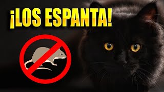 Sonido de gato para ESPANTAR ratas AHUYENTAR RATONES 🐀🚫 [upl. by Ceciley]