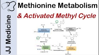 Methionine Metabolism and Activated Methyl Cycle  Pathway and Purpose [upl. by Neirad341]