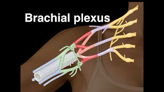 Brachial plexus [upl. by Wayland]