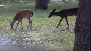 Black Whitetailed Deer  Melanistic quotBlack Deerquot Fawn in Texas [upl. by Atiner]