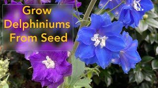 How to Grow Delphinium Flowers From Seed  From Planting Seed to Flowering Delphinium Plant [upl. by Alliw]