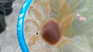 How to culture daphnia moina in a small container Part 1 English Subtitle [upl. by Aticnemrac]