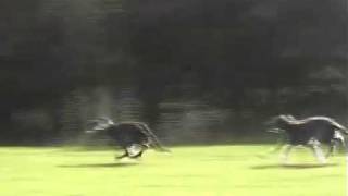 Deerhound Lure Coursing on Fire Hill Perthshire Scotland [upl. by Ayekat]