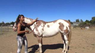 How to Mount a Horse Bareback [upl. by Wilbur]