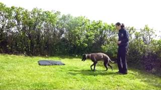 Training young Sighthounds [upl. by Allissa]