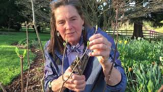 Pruning Hydrangea paniculata [upl. by Annahtur]