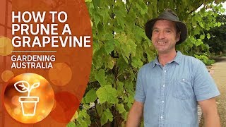 How to prune a grapevine [upl. by Ennovad887]