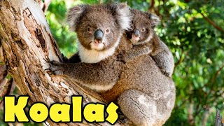 10 Koala Facts You Want to Know Cute amp Funny Koalas video [upl. by Shult]