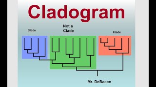 Cladogram [upl. by Lafleur600]