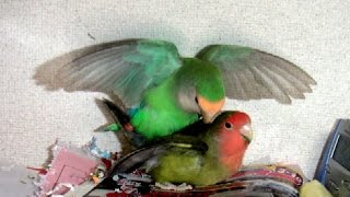 Lovebird Breeding Story [upl. by Deyas668]