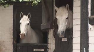 How To Mount A Horse Using A Mounting Block [upl. by Okimuy]