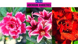 Adenium Varieties A to Z [upl. by Mirelle380]