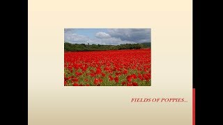 Remembrance Song Fields of poppies [upl. by Adyht]