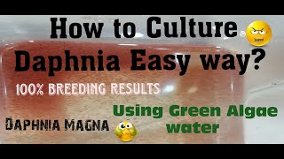 Daphnia MagnaHow to Culture Daphnia Easy wayCulturing Daphnia using Green water Daphnia [upl. by Joost]