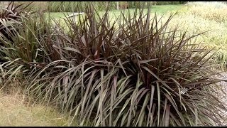 Prairie Yard amp Garden Grasses for the Landscape [upl. by Ozan]