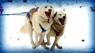 Siberian Husky Sled Dog Racing 4 Dog Teams Indian River Dog Sledding Slow Motion Michigan [upl. by Nalani]