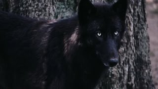 The Rise Of The Black Wolf [upl. by Anna]