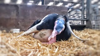 COW GIVING BIRTH  The Hoof GP [upl. by Aneleve380]