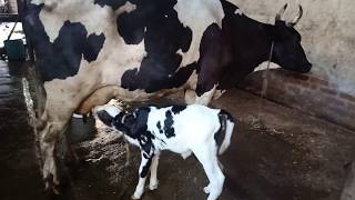 baby cow  calf  drinking milk from mother [upl. by Llerroj]