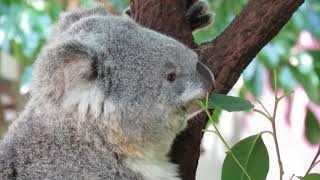 Koala Eating Eucalyptus Leaves [upl. by Ocirderf341]