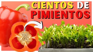 Cómo SEMBRAR PIMIENTO en CASA 🌱 2 Métodos ✅ [upl. by Ogirdor]