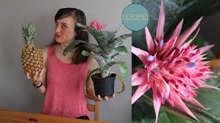 BROMELIAD easy houseplantAechmea fasciatatips and trickspropagating pupsgrowing [upl. by Galvin]