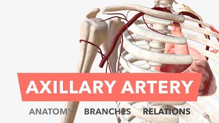 Axillary Artery  Anatomy Branches amp Relations [upl. by Yessydo800]