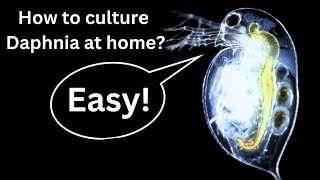 BEST Live Fish Food Beginner guide How to Culture Daphnia at home [upl. by Tatianas192]