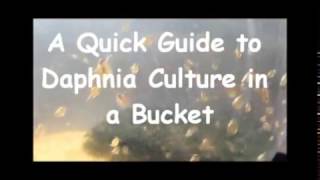 How to culture daphnia outside [upl. by Eimat818]