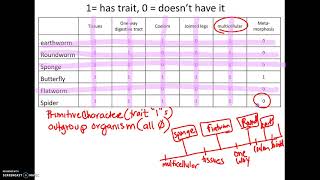 325 AP18 How to make a Cladogram [upl. by Eshman]