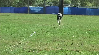 What is Lure Coursing  United Kennel Club UKC [upl. by Tnahsarp]