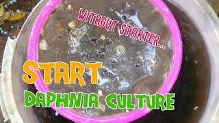 How to culture daphnia moina the easy way 1  Starting the Daphnia culture [upl. by Anerrol58]