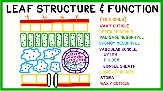 Leaf Structure and Function [upl. by Esikram]