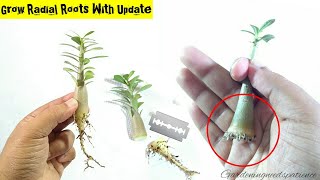 Adenium Root Training From Early Stage  Complete Guide To Grow Radial Roots In Adenium [upl. by Kimitri]