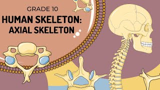 Human Skeleton  AXIAL SKELETON [upl. by Ahgem]