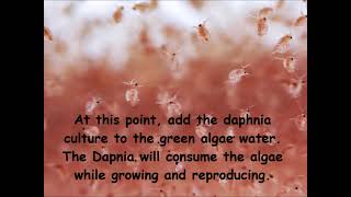 Daphnia  How to grow daphnia in your home [upl. by Brennan]