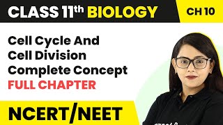 Cell Cycle amp Cell Division  Full Chapter Explanation  Phases of Cell Cycle  Class 11 Biology [upl. by Finny]