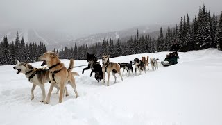 How to drive a dog sled Sun Peaks BC  Dog Sledding in Canada is fun [upl. by Duky807]