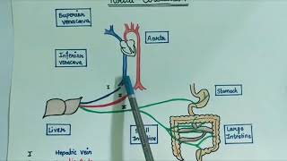 Portal Circulation  Part 1  Basics [upl. by Mosley]