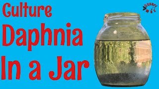 How to Culture Daphnia in a Jar [upl. by Teddy]