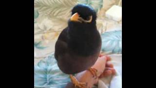 Morning Talk with my Mynah quotKaleoquot [upl. by Williamsen]