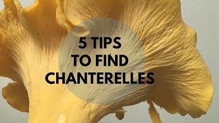 5 Tips to Find Chanterelles [upl. by Web816]