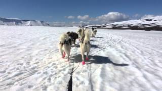 Dog Sledding in Iceland [upl. by Vonny]