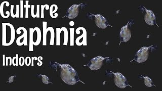 How to Culture Daphnia [upl. by Hoisch]