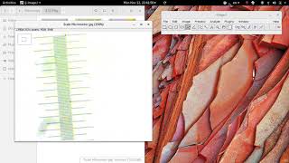 ImageJ Scale Calibration for Measurements [upl. by Sussi]