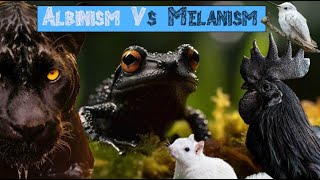 What is Melanism [upl. by Gerfen]