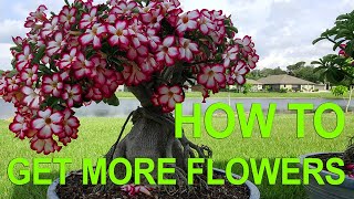 Adenium Desert Rose Bonsai  Getting More Flowers All Year Round How to prune desert rose [upl. by Wellington]