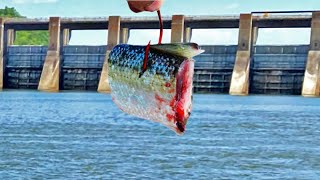 POPPING PIGS GUNTERSVILLE DAM [upl. by Hallette]