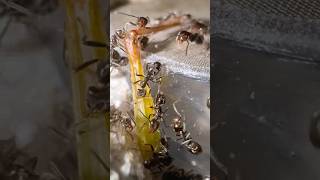 Feeding My Ants A GRASSHOPPER “LEG” [upl. by Asecnarf]